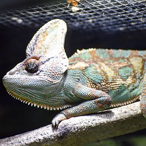 Veiled Chameleon