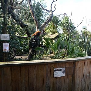 Red panda enclosure