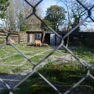Maned wolf enclosure