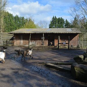Goat inmersive enclosure