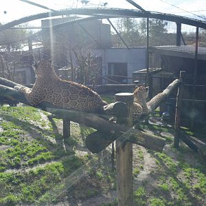 Jaguar enclosure