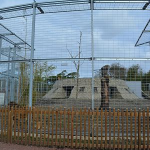 Jurassic Park limit for african lion enclosure