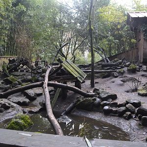 Asian small-clawed otter enclosure
