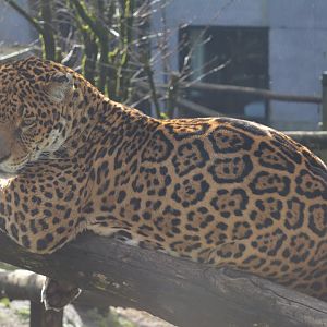 Jaguar