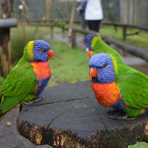 Rainbows lorikeets conspiring