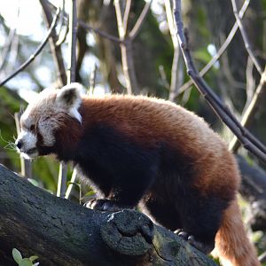 Red panda