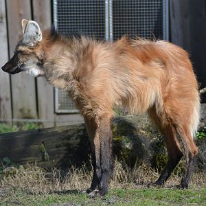 Maned Wolf