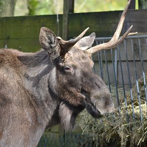 Eurasian moose