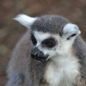 Ring-tailed Lemur