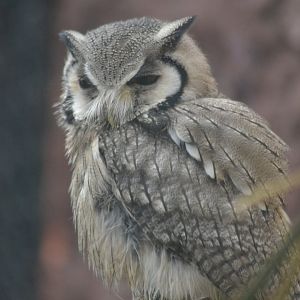 Southen white-faced Scops-owl