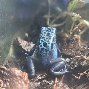 blue poison dart frog (dendrobates tinctorius “azureus”) (1)