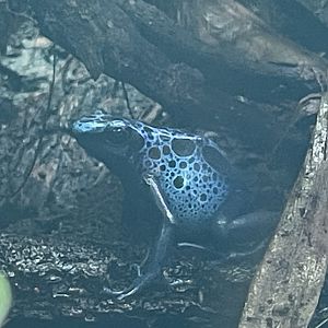 blue poison dart frog (dendrobates tinctorius “azureus”) (2)