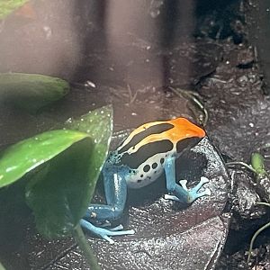 brazilian dyeing poison dart frog (dendrobates tinctorius “brazilian”) (2)