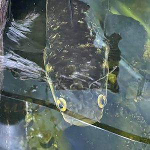 emperor snakehead (channa marulioides)