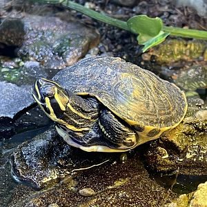 florida red-bellied turtle (pseudemys nelsoni)