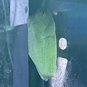 reinwardt’s tree frog (rhacophorus reinwardtii)