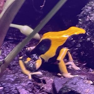 regina dyeing poison dart frog (dendrobates tinctorius “regina”) (1)