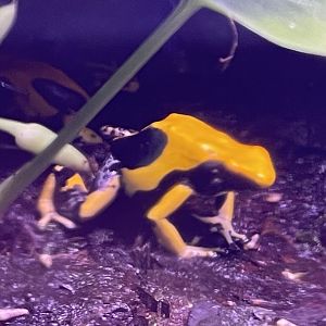 regina dyeing poison dart frog (dendrobates tinctorius “regina”)