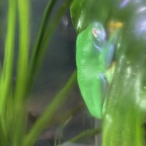 red-eyed tree frog (agalychnis callidryas)