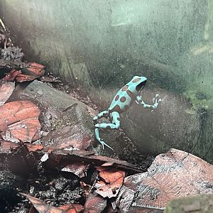 green-and-black poison dart frog (dendrobates auratus) (1)