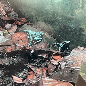 green-and-black poison dart frog (dendrobates auratus) (2)