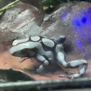 green-and-black poison dart frog (dendrobates auratus) (3)