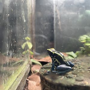 dyeing poison dart frog (dendrobates tinctorius) (1)