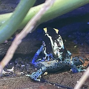 dyeing poison dart frog (dendrobates tinctorius) (2)