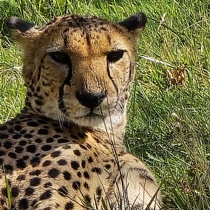 Cheetah