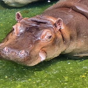 Hippo