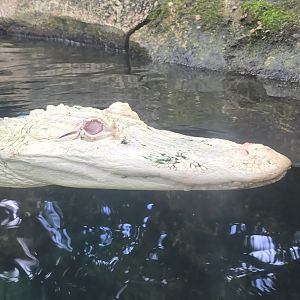 Albino alligator