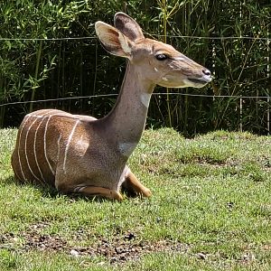 Lesser kudu