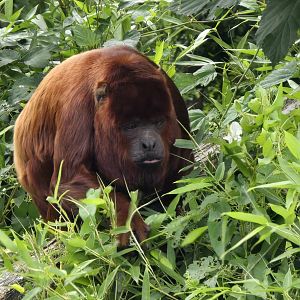 Red howler monkey