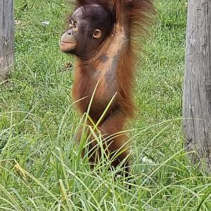 Orangutan