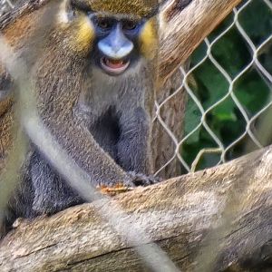 Moustached monkey