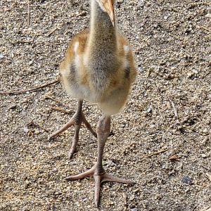 White naped  crane chick