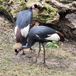 Black crowned crane