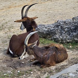 Sable antelope