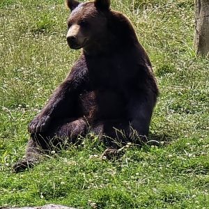 Brown bear