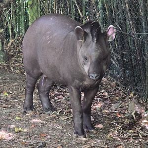 Lowland tapir
