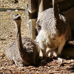 Greater rhea