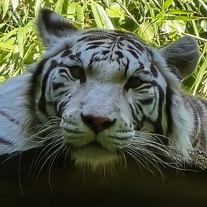 White tiger