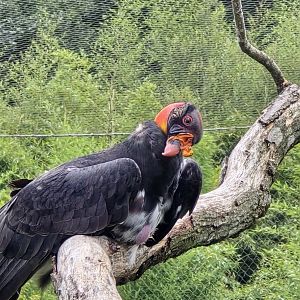 King vulture