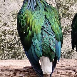 Nicobar pigeon