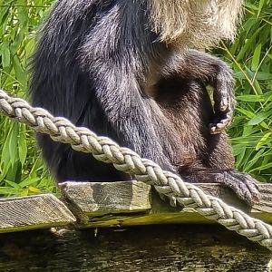 Lion tailed monkey