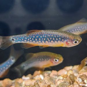 Emerald Pearl Danio (Danio erythromicron x D. margaritatus)