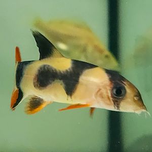 Odd-bar Clown Loach (Chromobotia macracanthus ABERRANT)