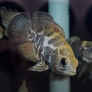 Ilha do Marajó Zebra Oscar (Astronotus cf. ocellatus 'Marajó Island')