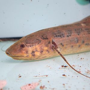 West African Lungfish (Protopterus dolloi)