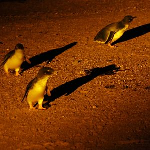 Australian Little Penguin (Eudyptula [minor] novaehollandiae)